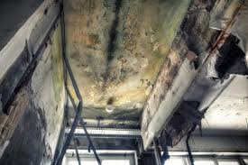 Best Real Estate Mold Inspection  in Gower, MO